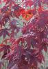 Artar japonez acer palmatum bloodgood in ghiveci de