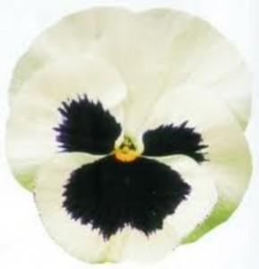 Flori bienale: Viola witrokiana Delta F1/Panselute in ghivece de 9 cm/soiul  White with Blotch/