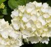 Flori perene hortensia / hydrangea macrophylla white h=50-70 cm,