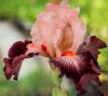 Flori perene iris cimmaron strip,