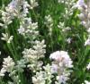 Flori perene levantica/lavandula angustifolia aromatico silver in
