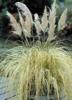 Ierburi graminee cortaderia sellona splendid star (iarba de