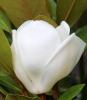 Magnolia grandiflora gallissoniensis francois treyve