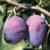 Pomi fructiferi pruni soiul centenar in ghiveci.