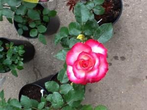 Trandafiri de gradina La minute, planta formata cu radacina in ghivece de 3.5 litri