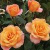 Trandafiri de gradina Monika cu radacini  in ghivece de 3.5 litri