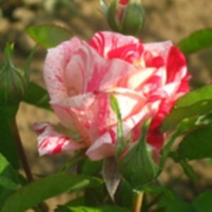 Trandafiri de gradina Morynaye, planta formata cu radacina in ghiveci de 3.5 litri