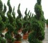 Arbusti  forme tunse spirala /cupressocyparis