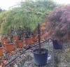 Artar japonez acer palmatum dissectum viridis ghiveci