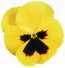 Flori bienale: viola witrokiana soiul primrose with