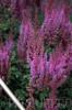 Flori de gradina  perene ASTILBE chinensis 'Little V. in Purple' la ghiv de 4 litru