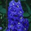 Flori de gradina perene delphinium pacific blue bird (nemtisorul de