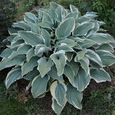 Hosta (Crinul de toamna) Hosta hybride El Nino in ghiveci de 1 litri