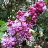 Liliac alb, parfumat cu flori duble, syringa vulgaris