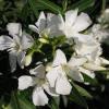 Plante de balcon nerium oleander alb bianco semplice