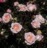 Trandafiri belami (radacini nude)