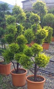Arbusti rasinosi forme PAMPON / CUPRESSOCYPARIS LEYLANDII `GOLD RIDER`ghiveci 30 litri, h=140-160cm