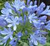 Flori perene, agapanthus umbellathus blue jack , crin african, ghivece