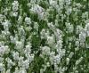 Flori perene levantica / lavandula angustifolia aromance white in