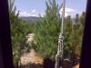 Pinus wallichiana h=250-300