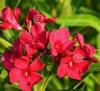 Plante de balcon nerium oleander rosu rosso