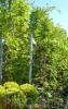 Plante urcatoare wisteria sinensis (glicina) ghiveci 15-18 litri,