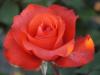 Trandafir de gradina cu radacina holsteinperle