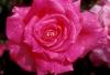 Trandafiri eden rose  (radacini