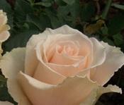 Trandafiri parfumati pt gradina Versilia, planta formata cu radacini in ghivece de 3.5 litri