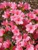 Arbusti cu flori azalea japonica `blaw pink`ghiveci