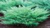Arbusti rasinosi juniperus horizontalis andora compacta ghiveci 3