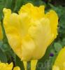Bulbi de lalele grupa Papagal, Yellow Sun, culoare galbena. flori franjurate