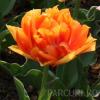 Bulbi de lalele Willem Van Orange, 7 BUC./Punga, flori duble, portocalii