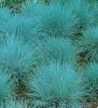 Ierburi graminee festuca glauca elijah blue , la ghiveci de 11 cm