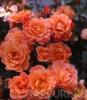 Trandafiri agatatori urcatori cu radacina orange