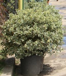 Arbust frunze persistente ILEX AQUIFOLIUM ARGENTEOMARGINATA BILA 60-70cm diam