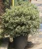 Arbust frunze persistente ilex aquifolium argenteomarginata bila