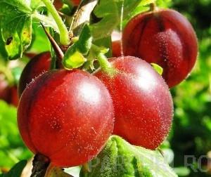 Arbusti fructiferi Agris rosu, soiul Rolanda