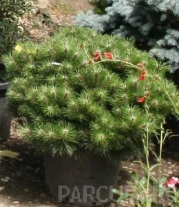 Arbusti rasinosi forme, PINUS NIGRA `BREPO`ghiveci 15 litri , diam = 40- 50 cm