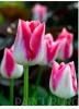 Bulbi de lalele grupa Triumph, Garden Party, culoare roz cu alb