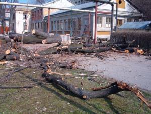 Extragere buturugi si cioturi de arbori (pomi copaci) cu inaltime intre 12 si 18 metri