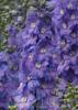 Flori de gradina  perene delphinium elatum lavander &