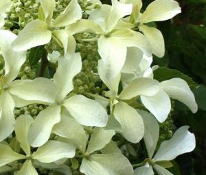 Flori perene Hortensia / HYDRANGEA  PANICULATA Limelight  pe picor  h = 80 -100 cm