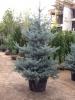 Picea pungens / molid argintiu h=200-250 cm