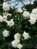 Trandafiri urcatori h=2.5 m, flori albe, ghiv  5litri