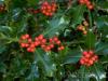 Arbust de gard viu ilex aquifolium alaska ghiveci 3-5
