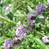 Arbusti foiosi de gard viu buddleia alternifolia (liliac de vara)