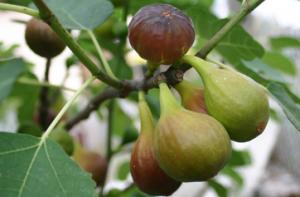 Arbusti fructiferi Smochin (Ficus Carica-Figues de Marseille ) la ghiveci 06/08 1/2 F