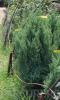 Arbusti rasinosi juniperus chinensis `stricta` ghiveci 18 litri,