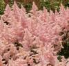 Flori de gradina perene  astilbe x simplicifolia sprite, culoare roz